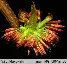 Euptelea polyandra (olszanka japońska)