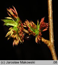 Euptelea polyandra (olszanka japońska)