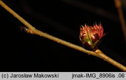 Euptelea polyandra (olszanka japońska)