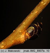 Euptelea polyandra (olszanka japońska)