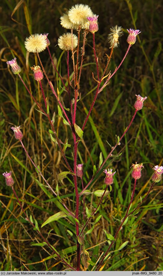 Erigeron acris ssp. serotinus (przymiotno ostre późne)