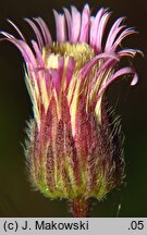 Erigeron acris ssp. serotinus (przymiotno ostre późne)