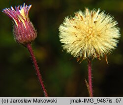 Erigeron acris ssp. serotinus (przymiotno ostre późne)