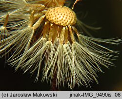 Erigeron acris ssp. serotinus (przymiotno ostre późne)