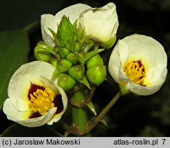 Sagittaria montevidensis