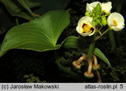 Sagittaria montevidensis