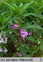 Impatiens balsamina (niecierpek balsamina)