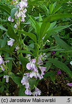 Impatiens balsamina (niecierpek balsamina)