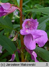 Impatiens balsamina (niecierpek balsamina)