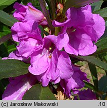 Impatiens balsamina (niecierpek balsamina)