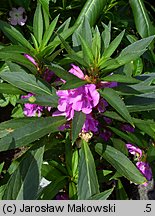 Impatiens balsamina (niecierpek balsamina)