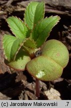 Impatiens glandulifera (niecierpek himalajski)