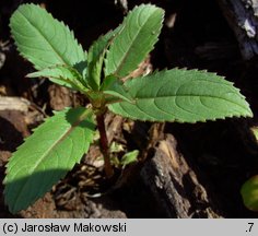 Impatiens glandulifera (niecierpek himalajski)