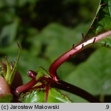 Impatiens glandulifera (niecierpek himalajski)