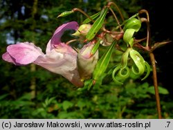 Impatiens glandulifera (niecierpek himalajski)