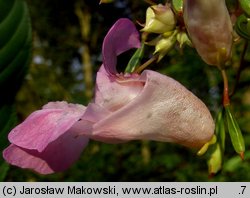 Impatiens glandulifera (niecierpek himalajski)