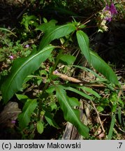 Impatiens glandulifera (niecierpek himalajski)