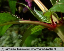 Impatiens glandulifera (niecierpek himalajski)