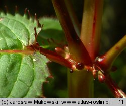 Impatiens glandulifera (niecierpek himalajski)