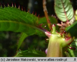 Impatiens glandulifera (niecierpek himalajski)