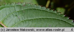 Impatiens glandulifera (niecierpek himalajski)