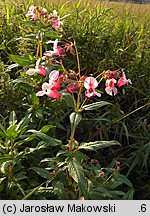 Impatiens glandulifera