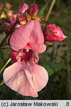 Impatiens glandulifera