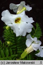 Incarvillea delavayi (inkarwilla Delavaya)