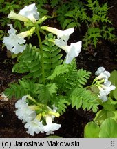 Incarvillea delavayi (inkarwilla Delavaya)