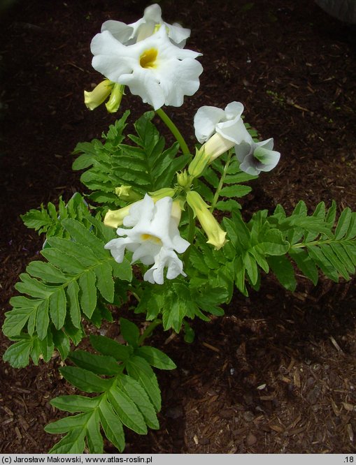 Incarvillea delavayi (inkarwilla Delavaya)