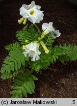 Incarvillea delavayi (inkarwilla Delavaya)