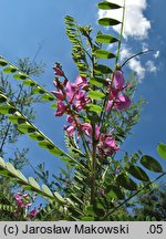 Indigofera heterantha (indygowiec himalajski)