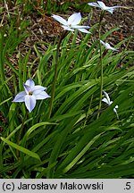 Ipheion uniflorum (ifejon jednokwiatowy)