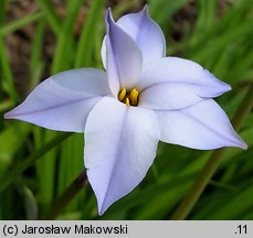 Ipheion uniflorum (ifejon jednokwiatowy)