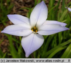 Ipheion uniflorum (ifejon jednokwiatowy)