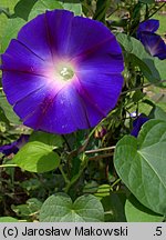 Ipomoea purpurea (wilec purpurowy)