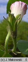 Ipomoea purpurea (wilec purpurowy)