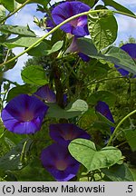 Ipomoea purpurea (wilec purpurowy)