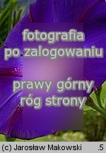 Ipomoea purpurea (wilec purpurowy)