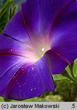 Ipomoea purpurea (wilec purpurowy)