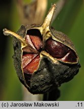 Iris versicolor (kosaciec różnobarwny)