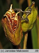 Iris versicolor (kosaciec różnobarwny)