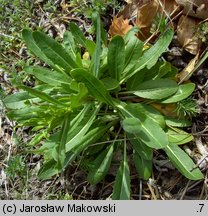 Isatis tinctoria (urzet barwierski)