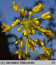 Isatis tinctoria (urzet barwierski)