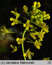 Isatis tinctoria (urzet barwierski)