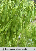 Isatis tinctoria (urzet barwierski)