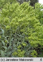 Isatis tinctoria (urzet barwierski)