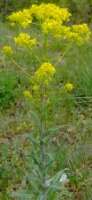 Isatis tinctoria (urzet barwierski)