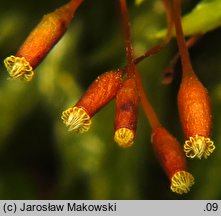 Isothecium alopecuroides (myszeniec baźkowiec)