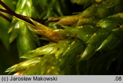 Isothecium alopecuroides (myszeniec baźkowiec)